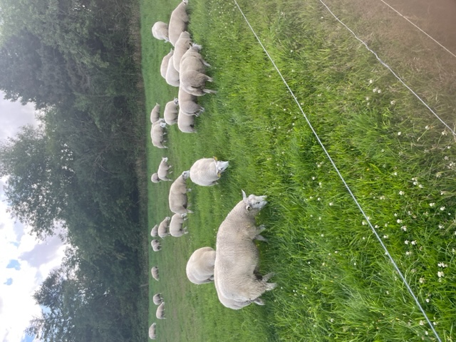 sommer
